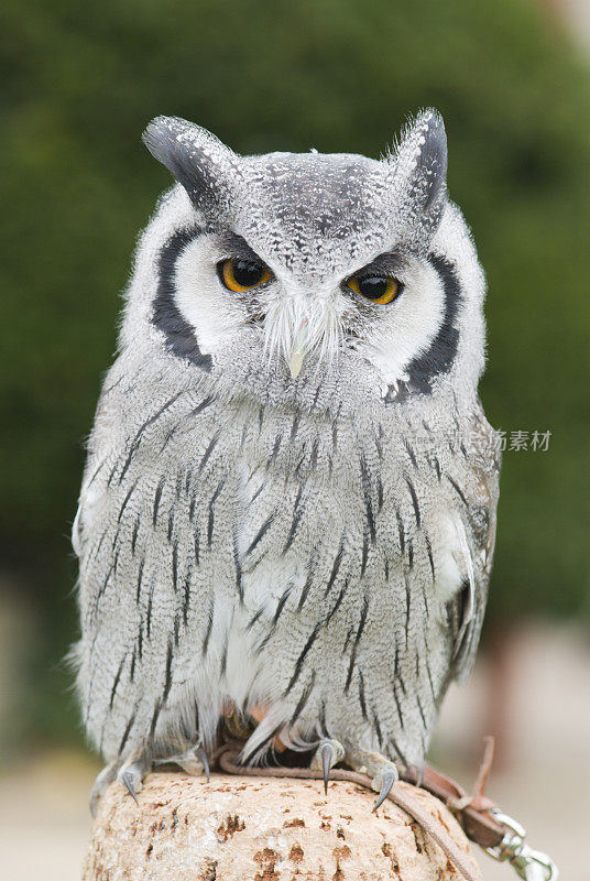 白面鸮(Otus Leucotis)